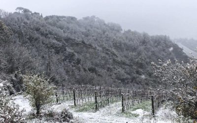 Auguri di buone feste